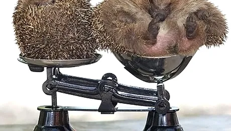 Ariciul care ține dietă, prea gras pentru a urca pe cântar