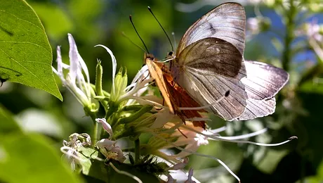 Pot animalele să perceapă culorile?