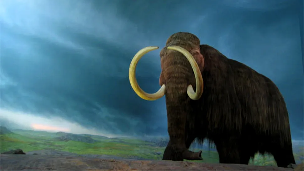A inceput oficial prima clonare a unui mamut!