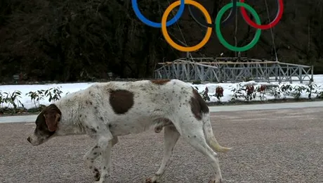 Olimpiada de la Soci: Rușii au angajat o firmă pentru a extermina maidanezii