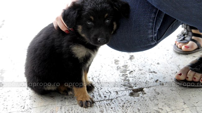 Catelus oferit spre adoptie