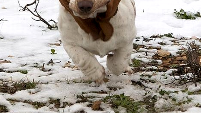 O fi ruda cu oposumul Heidi?