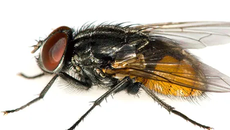 De ce insectele sunt dăunătoare pentru oameni?