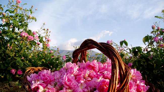 Valea Trandafirilor Bulgaria