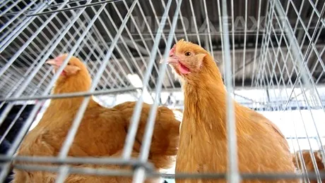 Gripa aviară revine în forță în Mexic