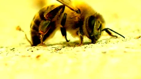 Reporteri atacați de albine, în timpul unei transmisiuni live! (Video)