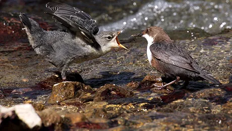 Fotografia zilei: Un pui de mierlă hrănit de unul dintre părinți