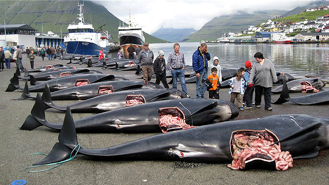 Localnicii din Feroe isi duc copiii la un spectacol macabru