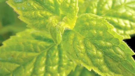 Uleiul de menta, bun contra racelilor