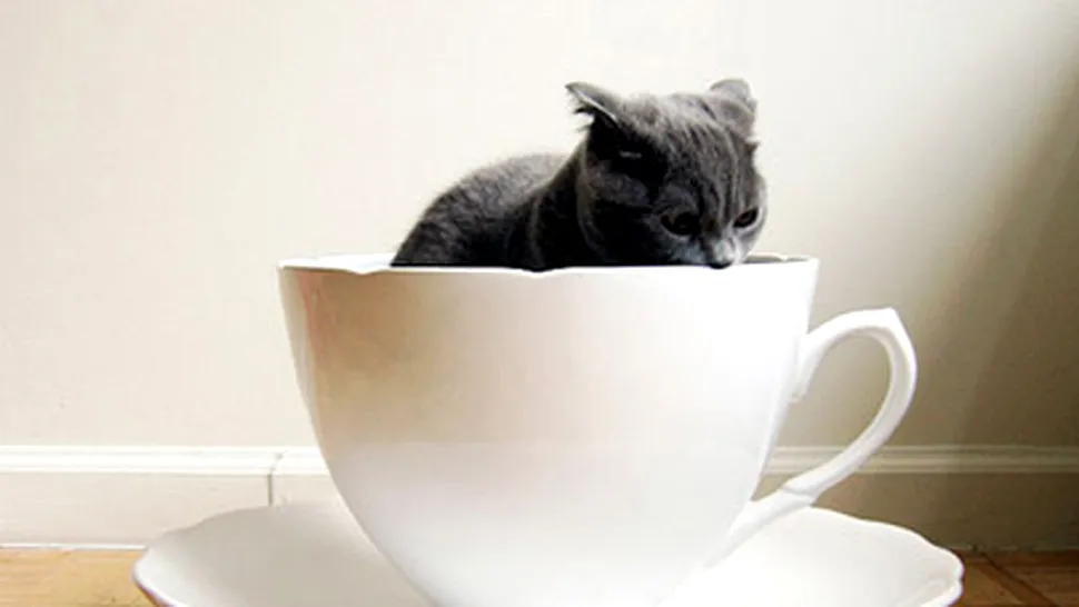 Cea mai scumpa cafea, din excremente de pisica, se vinde si in Romania!