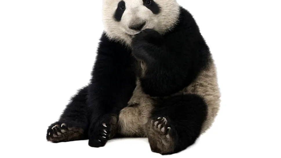 China lanseaza recensamantul ursilor panda