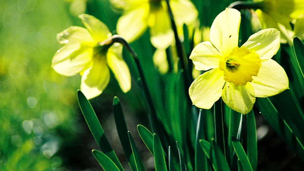 Duminica Floriilor, cea mai importantă sărbătoare ce vestește Paștele