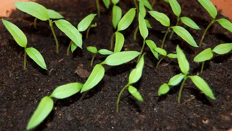 Plantele „vorbesc” între ele