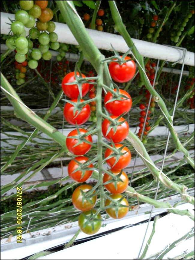 Sera de tomate in Olanda