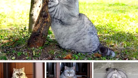 Pisica Giuly face senzatie pe internet (Poze)