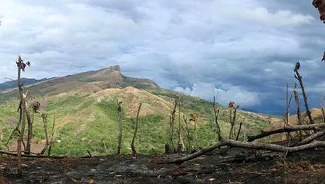 Pamantul va pierde peste 75% din speciile existente astazi