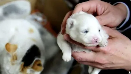 O pisica a nascut un catel!