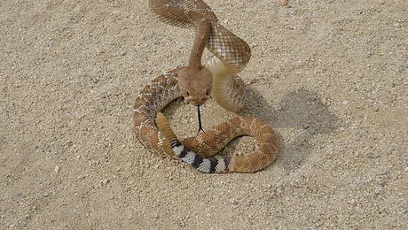 Ce sunet scoate șarpele cu clopoței!