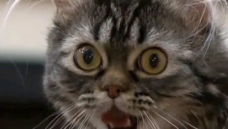 O pisică paralizată învață din nou să alerge (Video)
