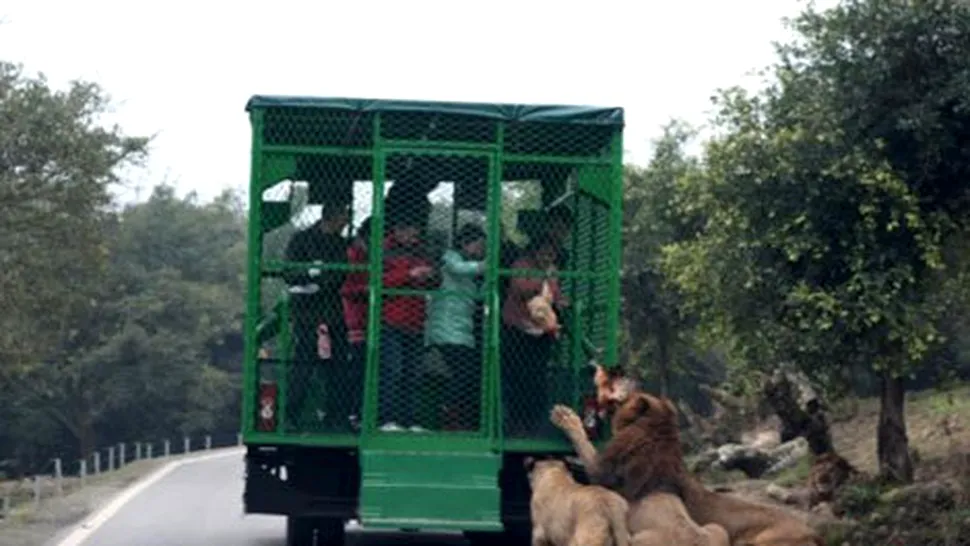 Grădina zoologică unde animalele sunt libere, iar oamenii stau în cușcă