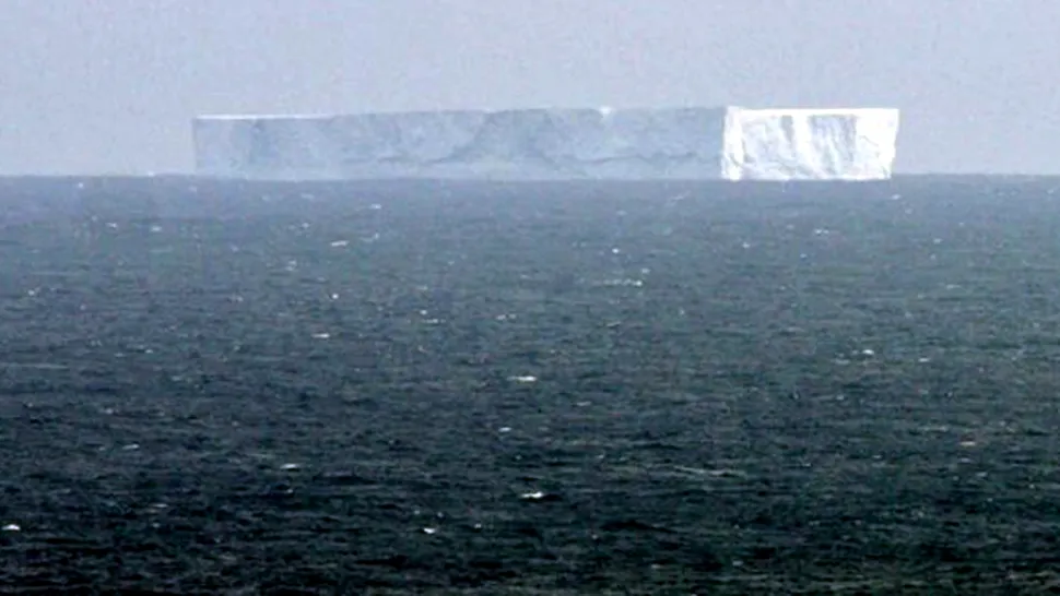 Aisberg urias, in Australia!