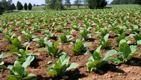 Tutunul care combate cancerul