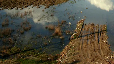 Dunarea a iesit din matca! 180 de hectare de pasune au fost inundate