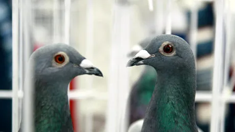 Porumbei de competiție, dopați cu cocaină