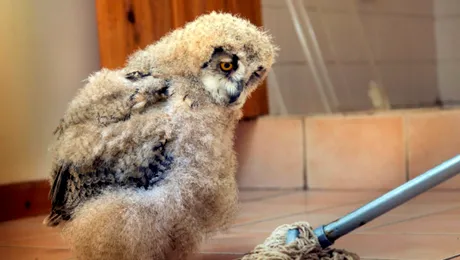 Bufnița care s-a împrietenit cu un mop