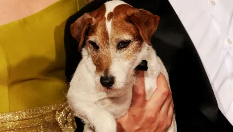 Câinele din „The Artist”, Uggie, nu a fost invitat la Oscar