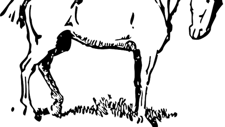 Ce strămoși au caii