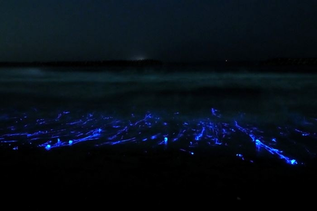 meduze luminoase