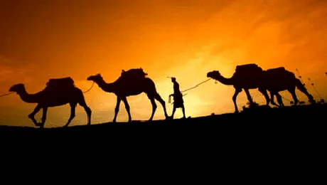 Dromaderul e in tot si-n toate (Poze)