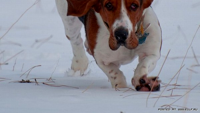 Numai un taifun i-ar putea ridica asa urechile