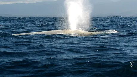 Exemplar rar: Cum se joaca un pui de balena alba (Video)