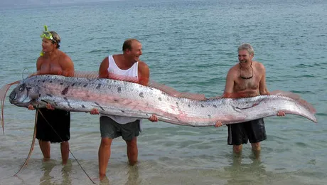 Cutremurul din Japonia a fost prezis de o specie de pesti?!
