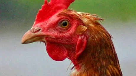 Patru gaini au omorat o vulpe