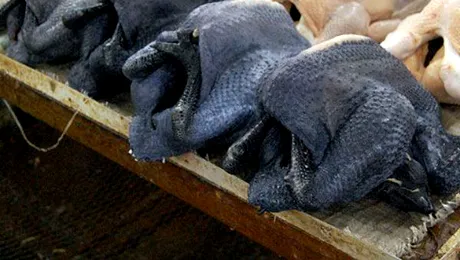 Puii negri, noua delicatesă