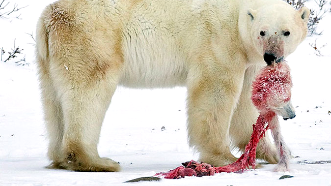 Un urs polar si-a devorat propriul pui