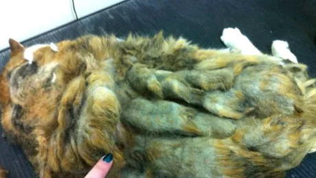 Cea mai blănoasă pisică