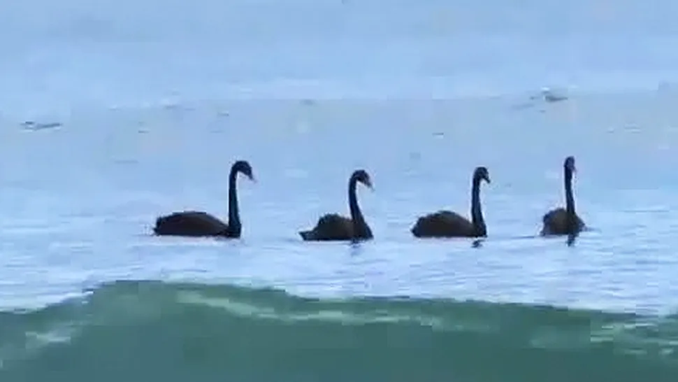 Patru lebede negre au făcut surfing în Australia (Video)