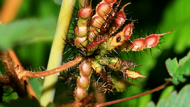 fructele de mimosa pudica