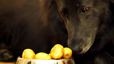 Joey, cainele alergic la pisici si carne