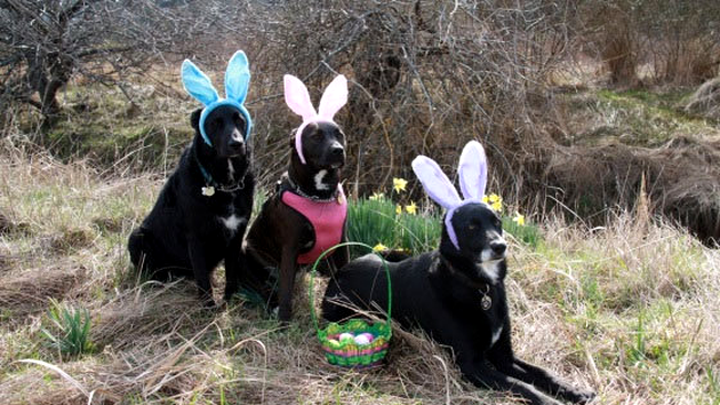 Cateii - iepurasi de Paste