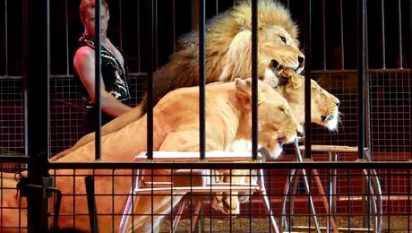 Dresor atacat de lei, la circ (Video)