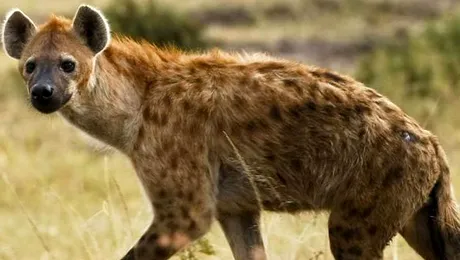 Chiar râd hienele?