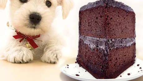 Pot animalele simți gustul?