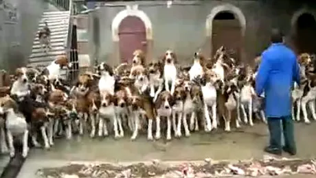 Un singur om hraneste 100 de caini de vanatoare, in acelasi timp! (Video)