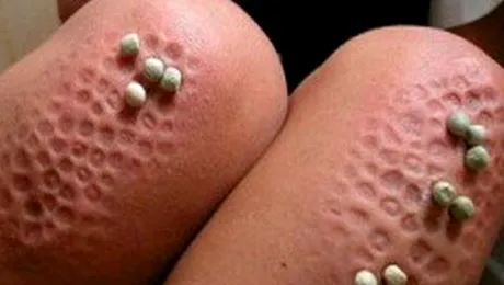 Ghicitoarea zilei! Ceea ce vezi… e o iluzie! Ce e, de fapt, în fotografie?