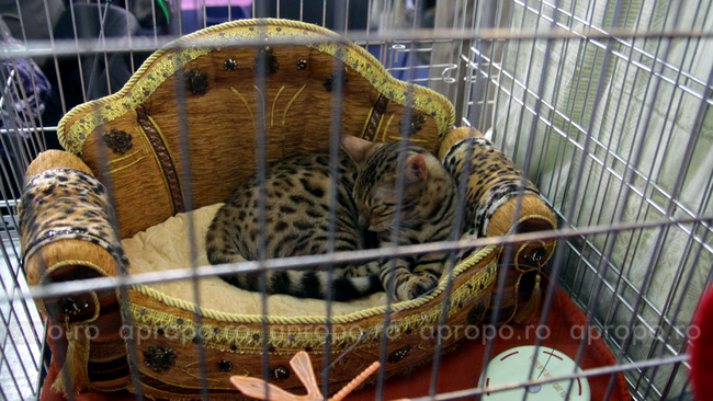 Unele feline au fost tratate exact ca niste printese 